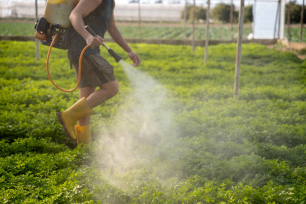 Best Affordable Pest Control Services  in Buena Park, CA