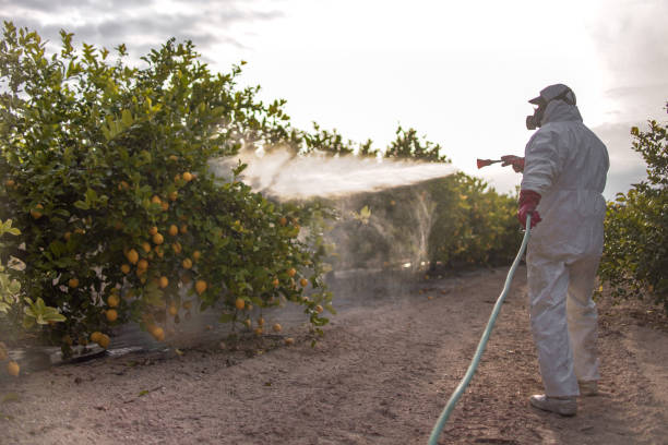 Best Termite Control Services  in Buena Park, CA