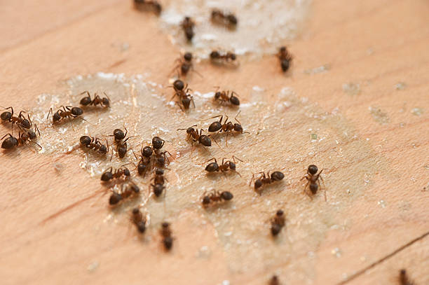 Best Emergency Pest Control  in Buena Park, CA
