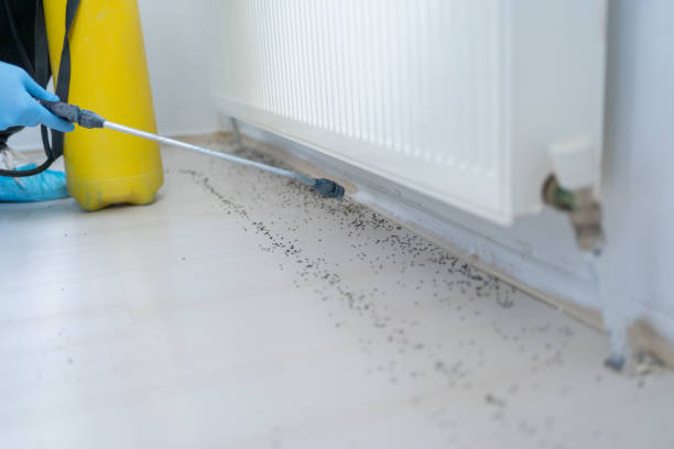 Best Bed Bug Extermination  in Buena Park, CA